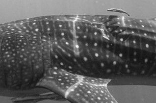 ea4ebb96-1ded-4309-9efd-a9120a8540a6