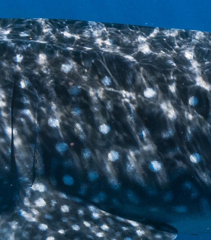 23634c5d-6450-4071-9bd2-814ff81e40a1