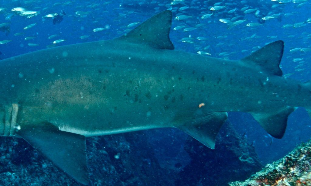 f7458aaa-4b9e-4c36-9529-d521b1b8e6b6