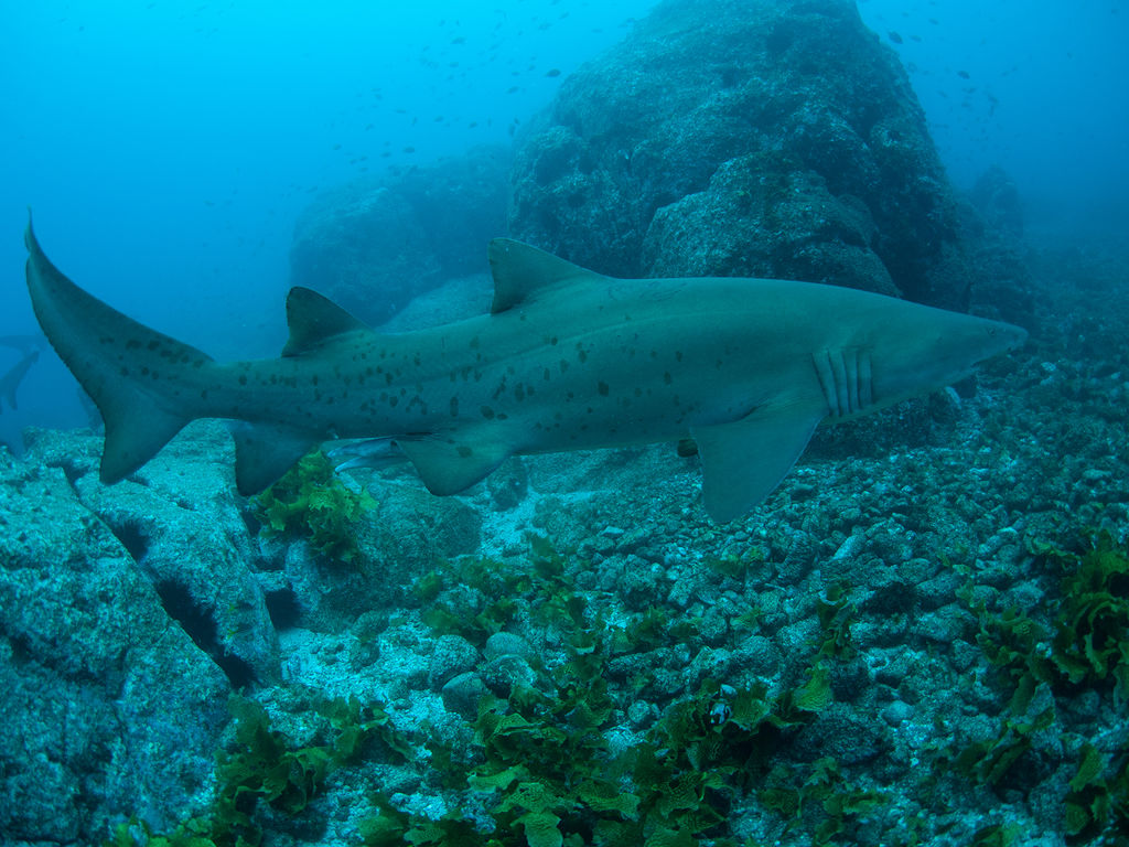 e5df4f6e-fc85-43c7-a43c-37b51c3e99a5