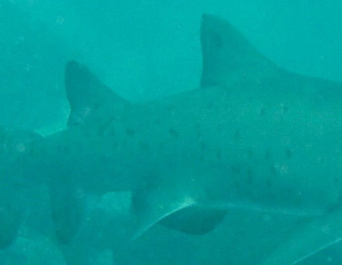 a5b66da6-f097-4a63-9975-9056cd1b1ff8