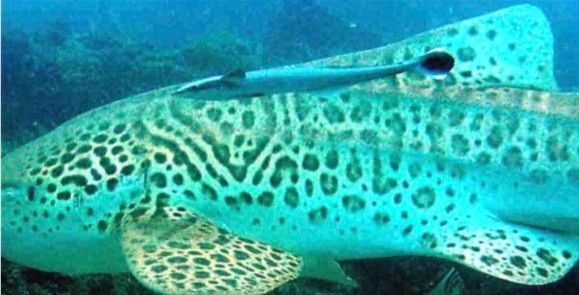 15915508-ecd5-4bea-8139-1a5e79b2d8a5