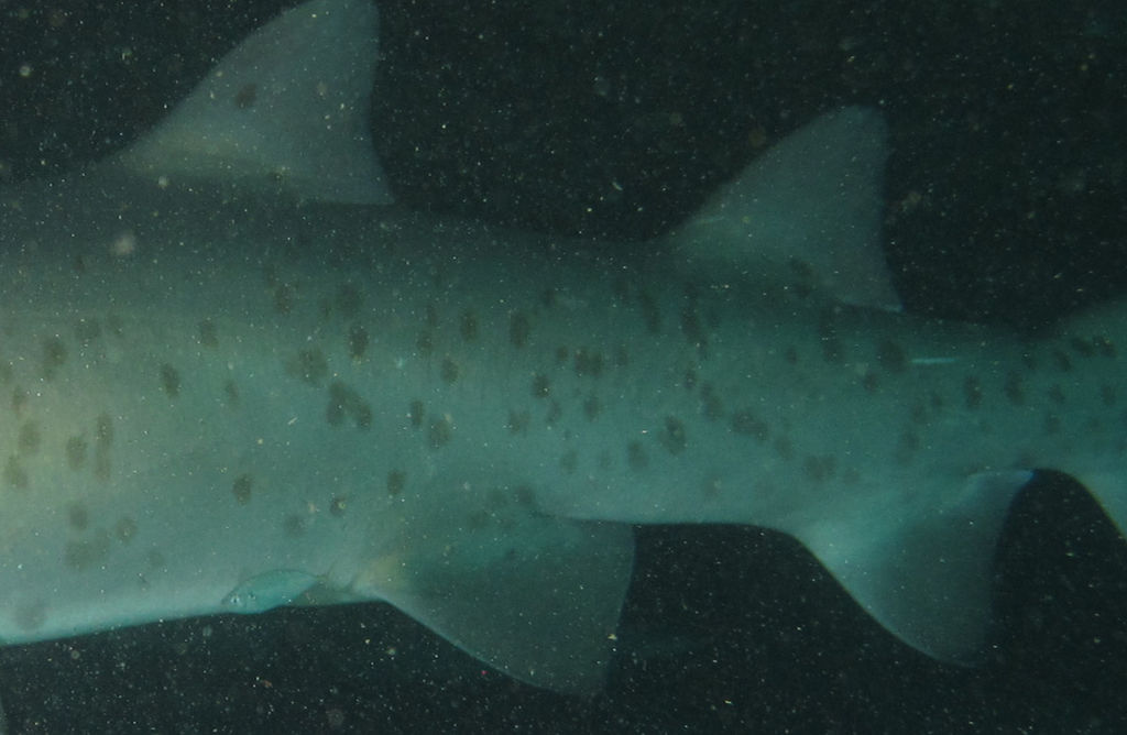 e13b171a-73cb-4d66-a19c-8e18717a27ed