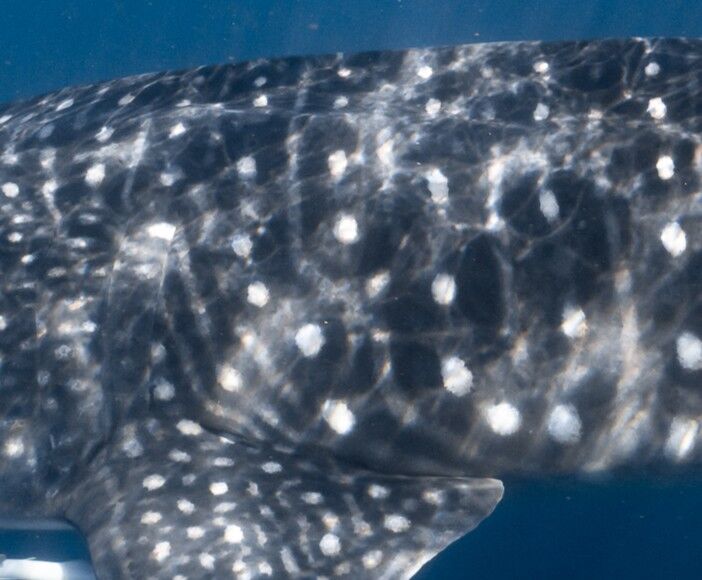 c84a64e4-5385-4792-9677-3225f9fe5eca