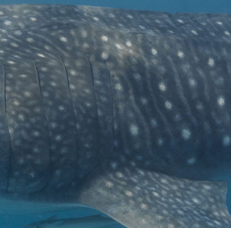 f5251cca-878e-4f02-9623-0484d6866968