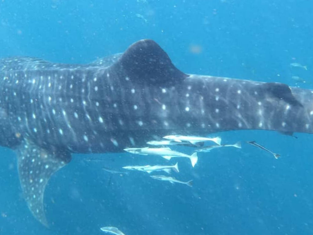 4d2a825c-93da-4d6f-be23-042d4e4a50ea