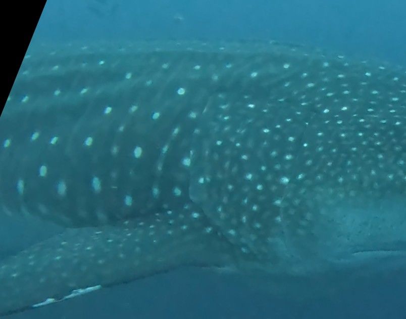 86b0431f-cf3c-4cd3-8660-f102a4b8f841