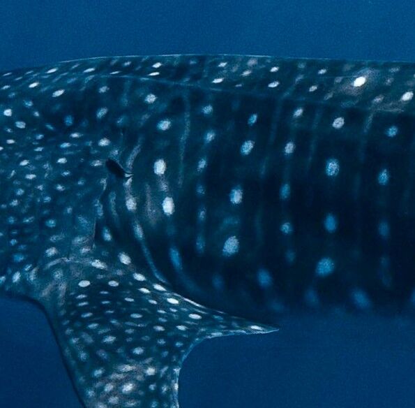 1e17c842-37c2-4a6f-91c6-e256f60c82a6