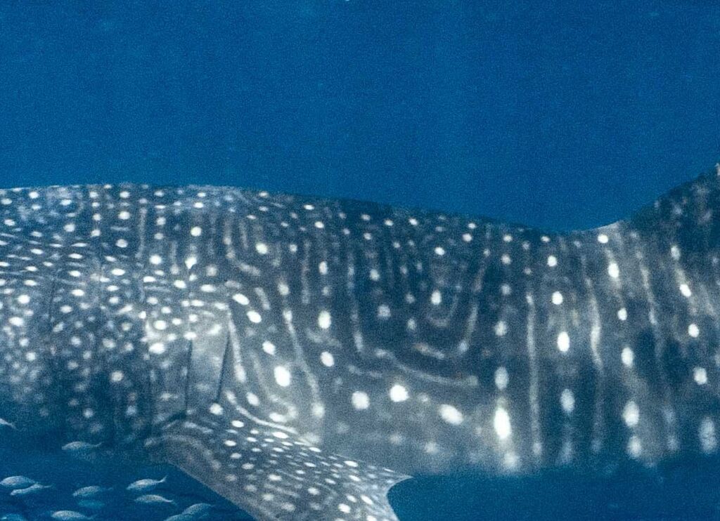 291a2b5c-9779-4626-aa8b-99f72f165546