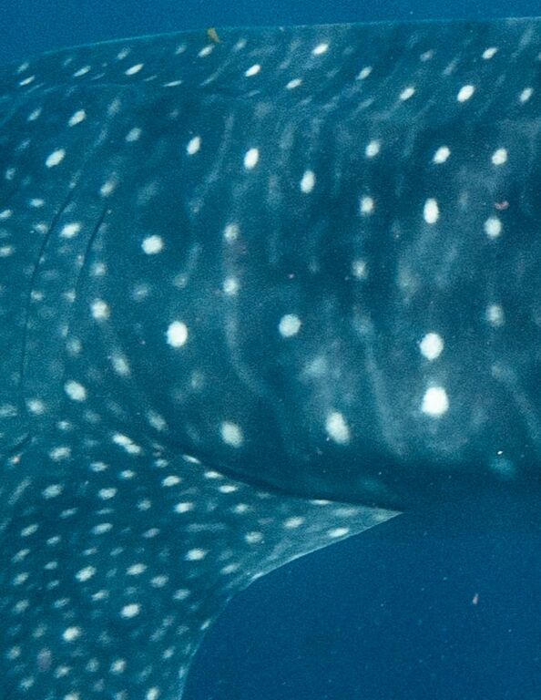 4eb63fb5-838c-4be0-8da1-500876c999ec