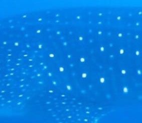 fa9812a3-c8bd-4ba8-9756-a4cb440fbe11