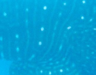 0deaf0a0-7951-45bb-b87a-d8c3eebd4f41