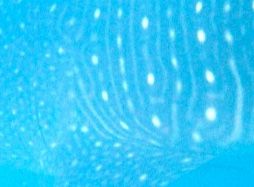 0deaf0a0-7951-45bb-b87a-d8c3eebd4f41