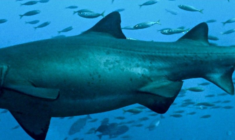 d213a988-2a13-4534-a10f-8bfeb7c96ae1