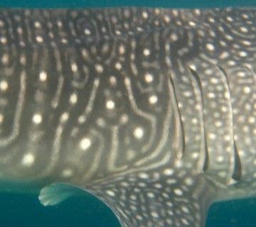 e66db617-bbb1-4c97-8585-0703fa849a71