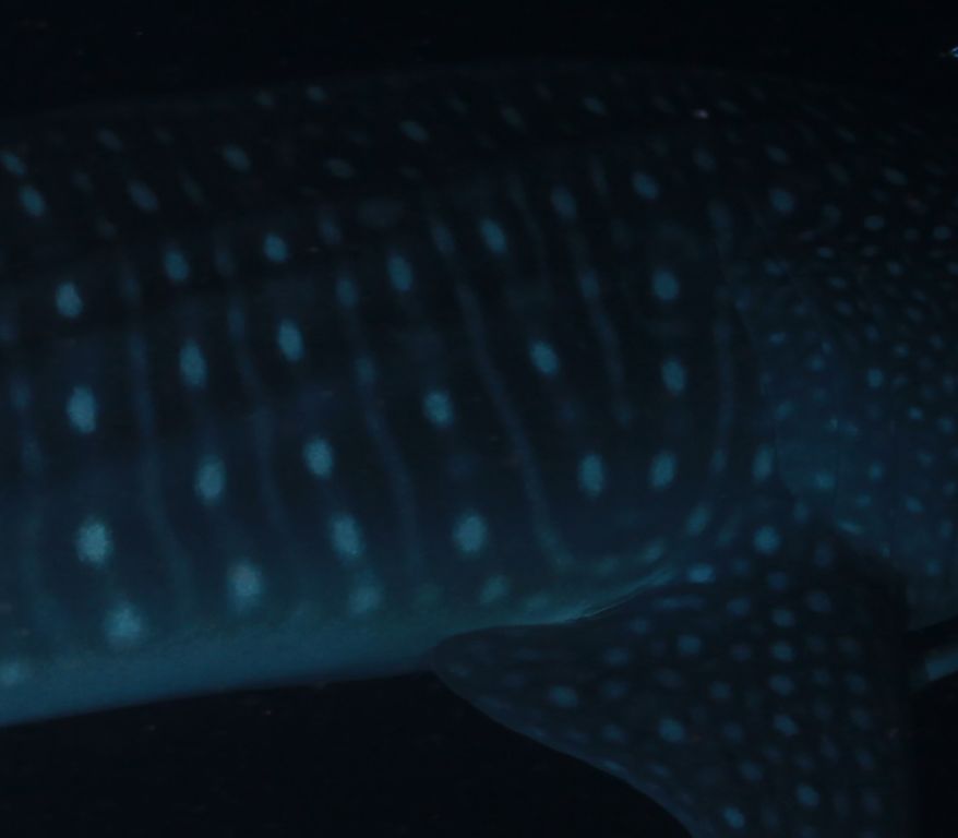 de9a0dab-c8c1-4846-997c-413c42411599