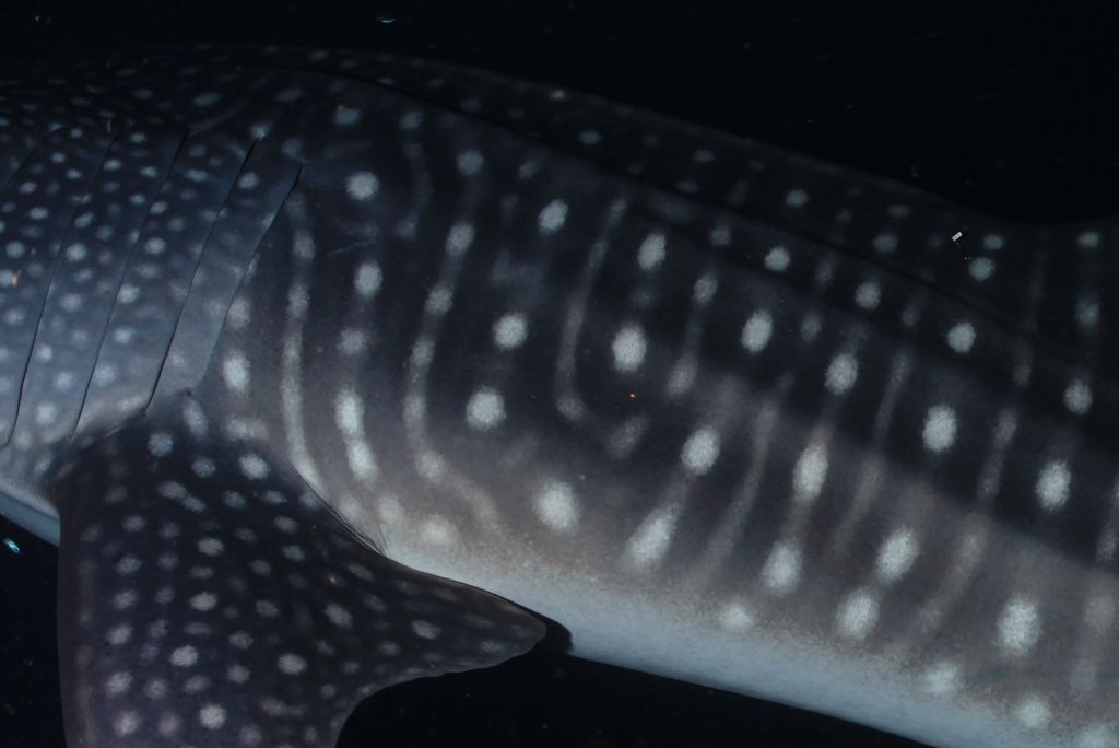 de9a0dab-c8c1-4846-997c-413c42411599