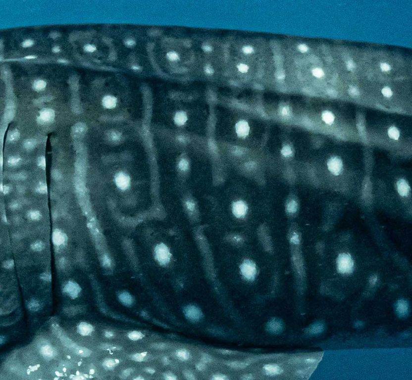 ee594a7a-2236-4fa2-9b6d-f454bf1db46a