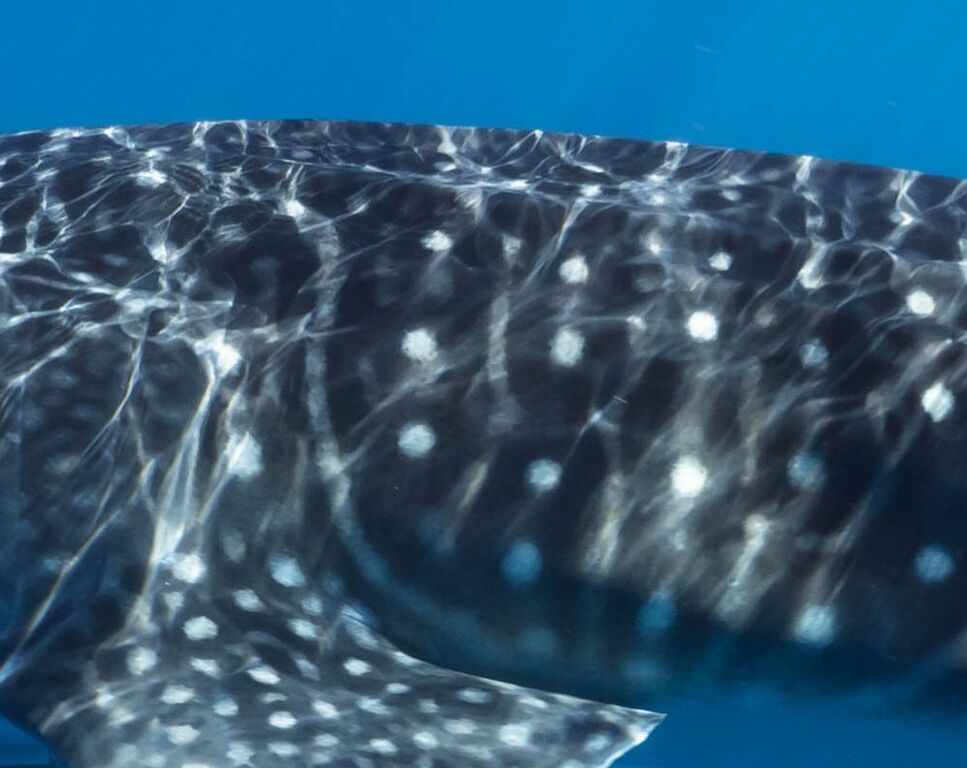 e8f9d015-8c9a-47c9-877c-e5aebd28030b