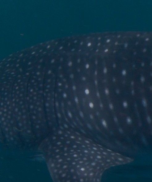 8d9f0a94-3966-4458-8063-704d00f9f0cd