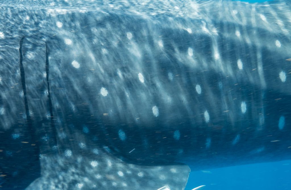 e8ec44cd-6e1f-4385-bd60-7ef01bb61d60