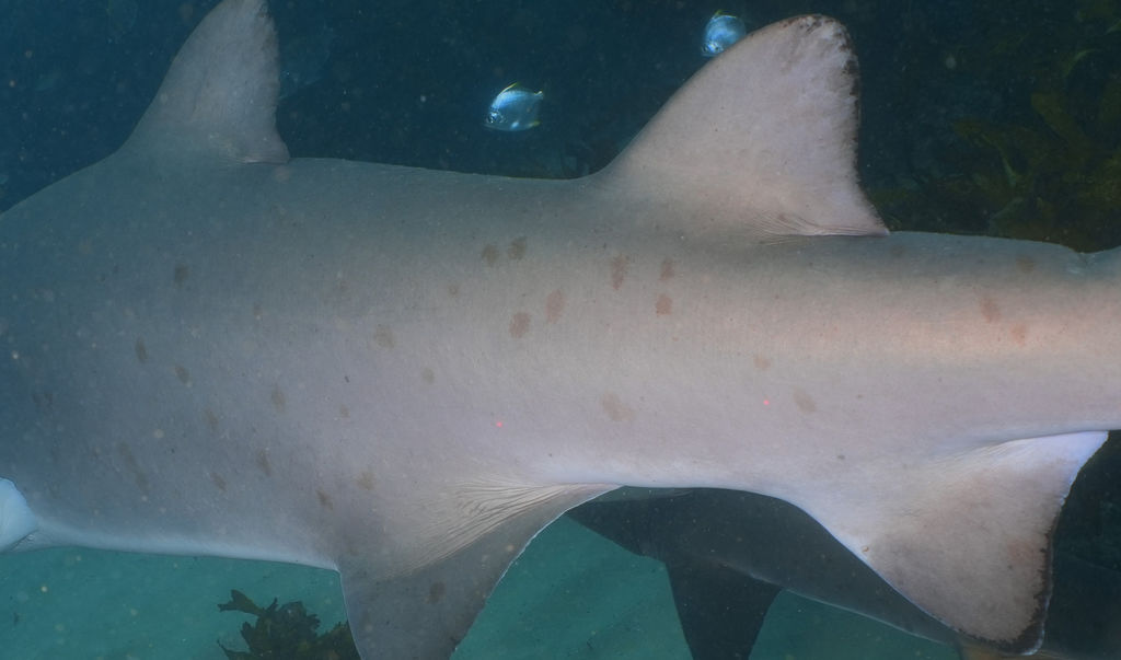 9315cea8-f274-483d-8eca-ce03b193a18a