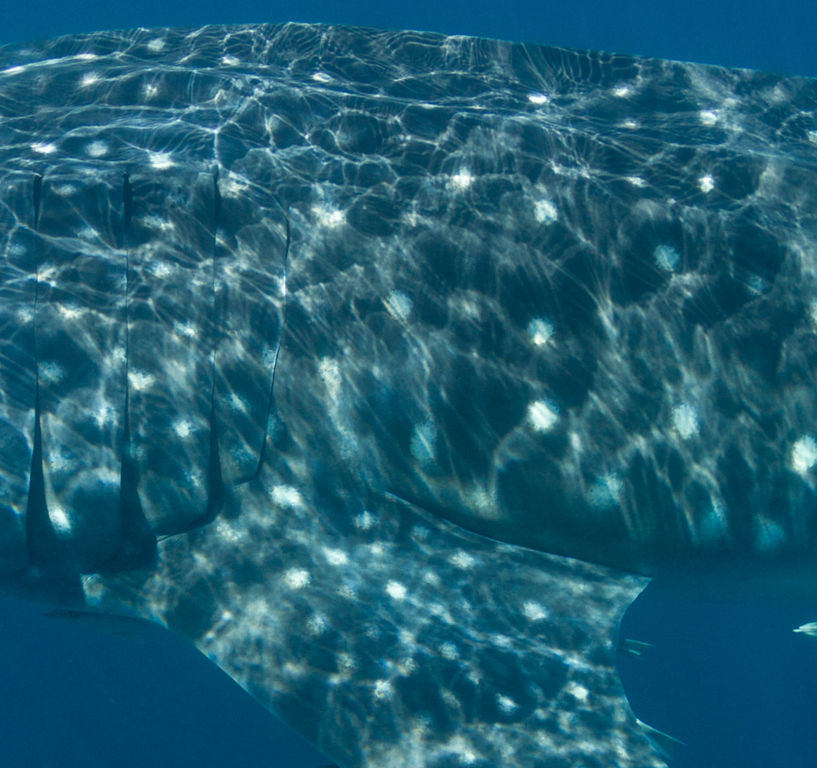 4d8cc785-0366-4cca-a32b-30d6dba392e7