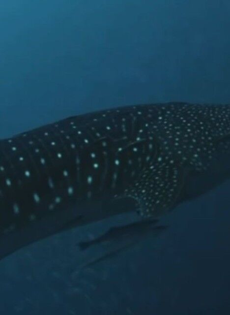 c49a8785-1db7-4e00-944a-5393db57e974