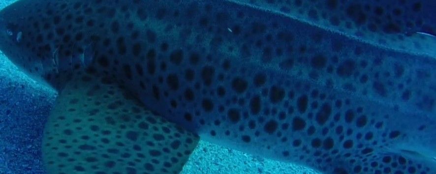 cab51460-66e0-4ead-9b55-61eeeb0a2f95