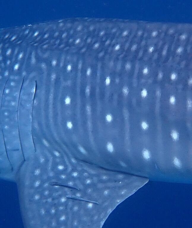 32e12975-03e2-411f-8213-9afa801ebbc9