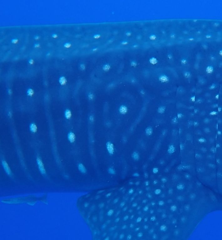 13b10032-627a-4479-add4-3ade18e52a2e