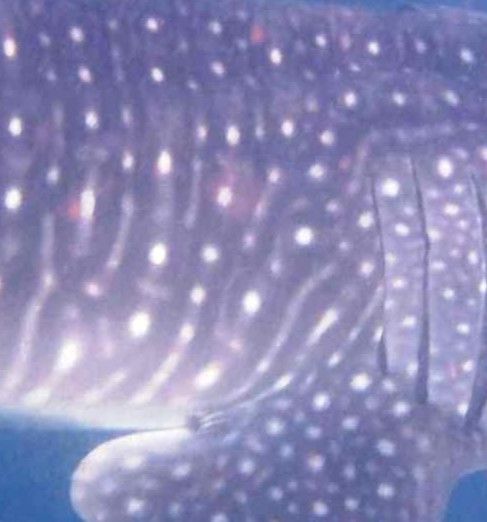 9811ad7d-0640-4c1c-ad82-861c12516c1e