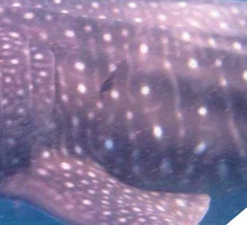 9811ad7d-0640-4c1c-ad82-861c12516c1e