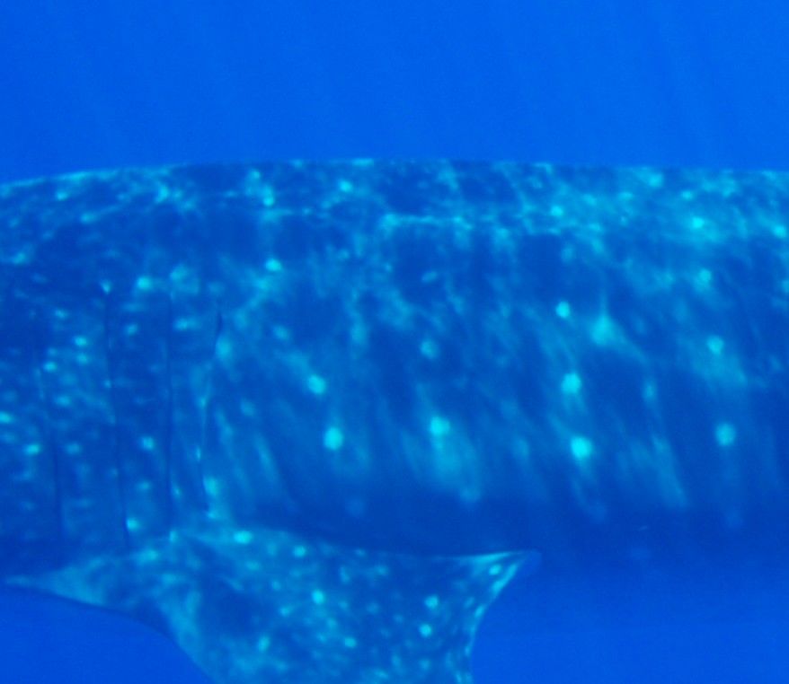 0e945a91-7c51-41a6-b253-31c770875954