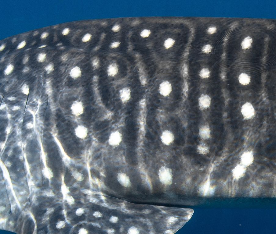 7295d6ff-a3c0-4831-b764-463348fdfc6d