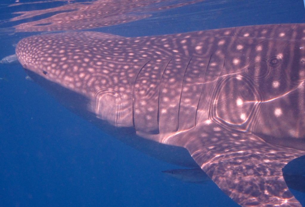 03ec522c-0e6c-4aa7-8d98-2c8b42204187