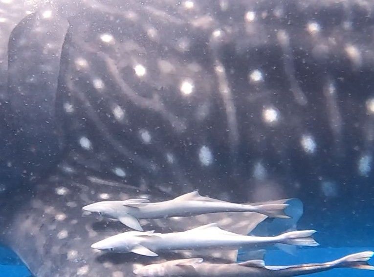 93e941d2-84bd-459b-82fb-4a4215f89aef