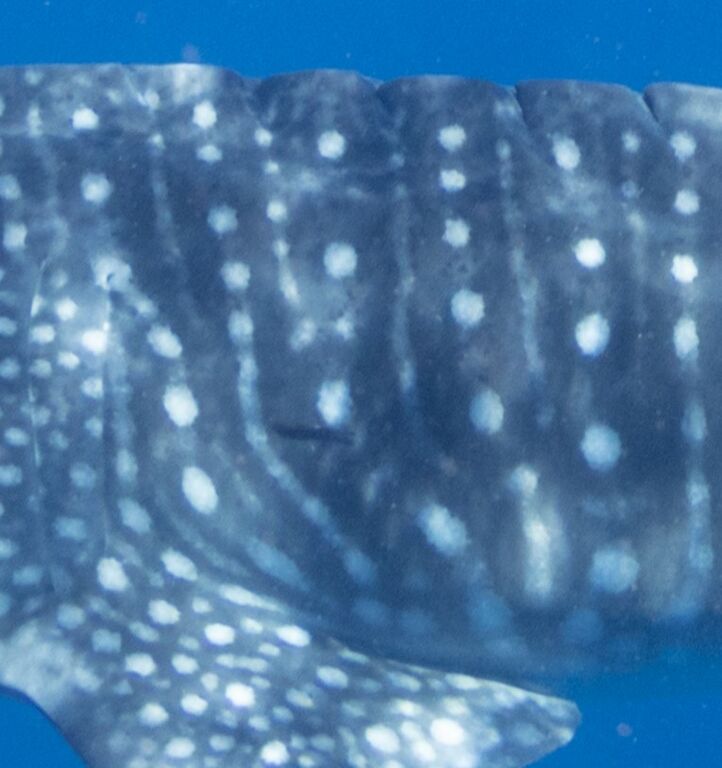 212cb913-47c7-4181-8945-054d8ab3c352