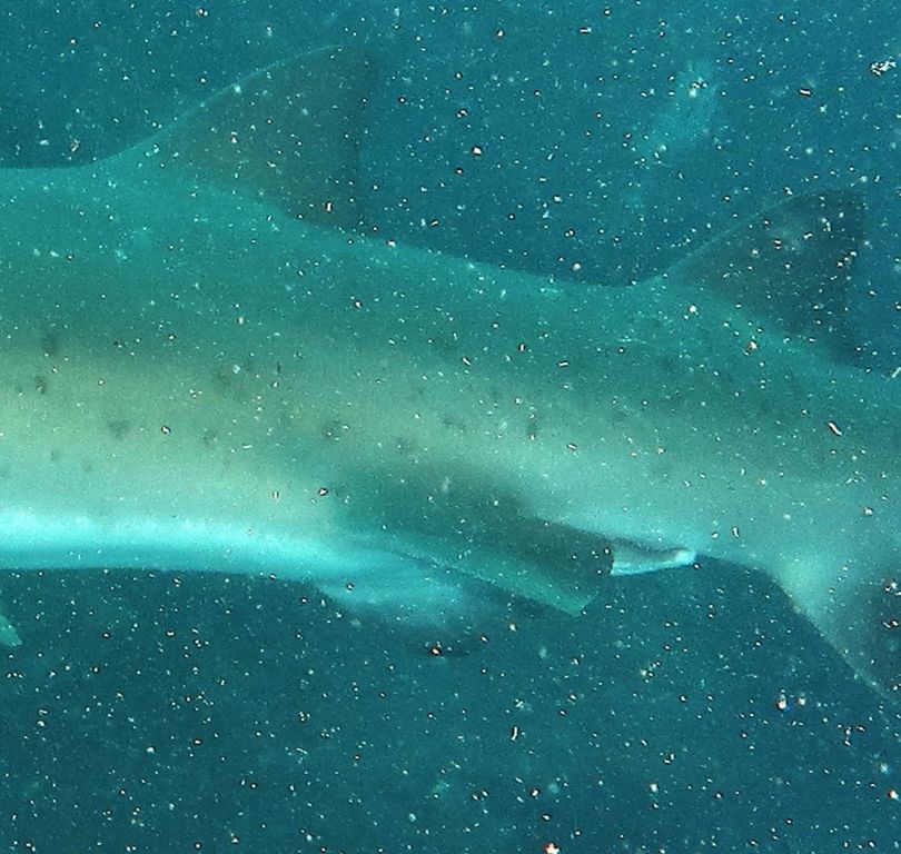 d0b9235b-d6af-4c61-8271-115a5283e1cc