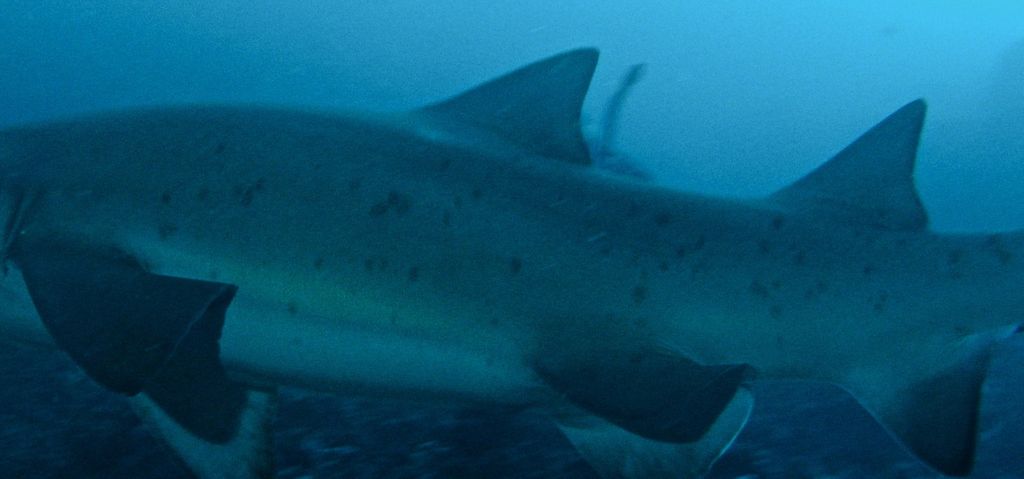 6dbf23d6-5bcf-423a-8a99-62699e31109e