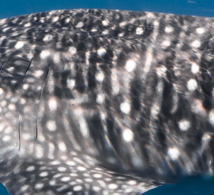 4454e2ec-2eed-4c1d-8b09-fa6cf51a7bd8