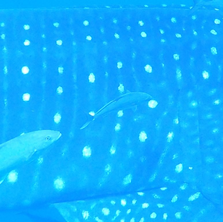 b582fa71-1aea-4ffd-add1-75a87b31f2bc