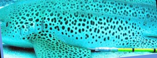 22648976-1a53-4992-9a4e-9c32cb435750