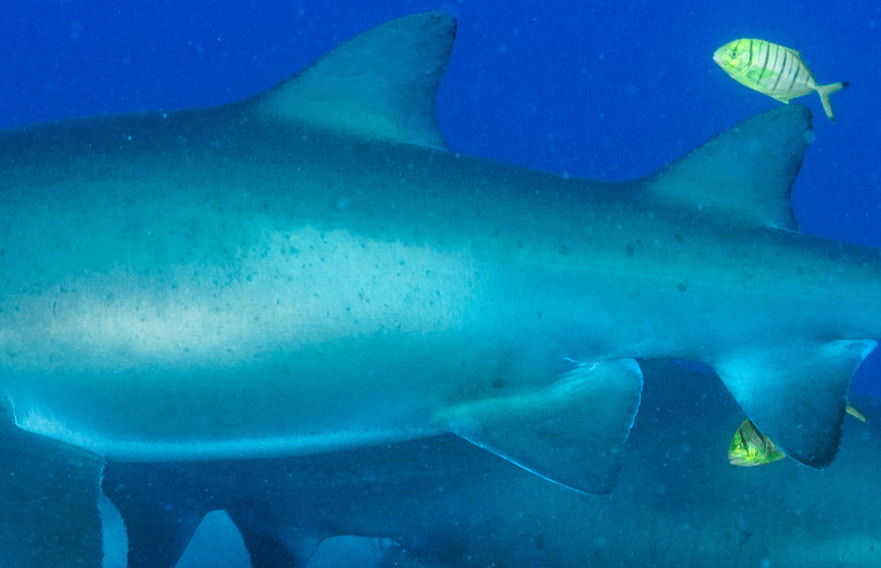 e0edde22-882f-4622-8f95-46882ceadcfe