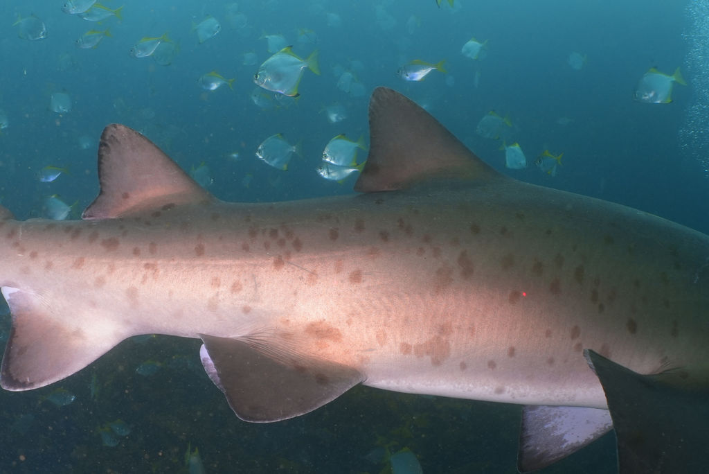 fda88a81-2f00-4a53-a5e1-08662867880a