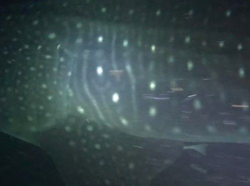 5553b0da-c886-453a-8ba8-605fa39d0c83