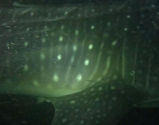 5553b0da-c886-453a-8ba8-605fa39d0c83