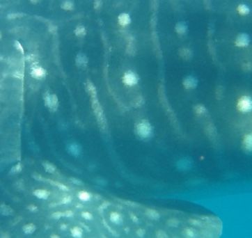 74065e24-1778-48e4-9ed8-4e668adf4011