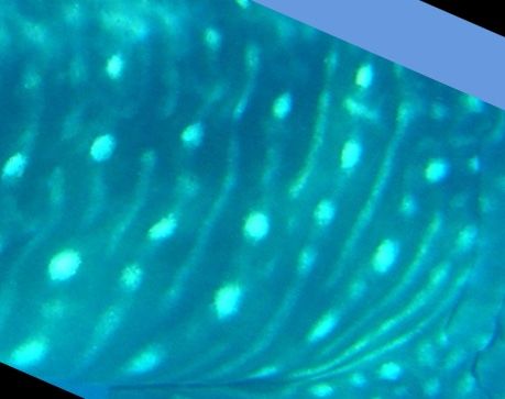 74065e24-1778-48e4-9ed8-4e668adf4011