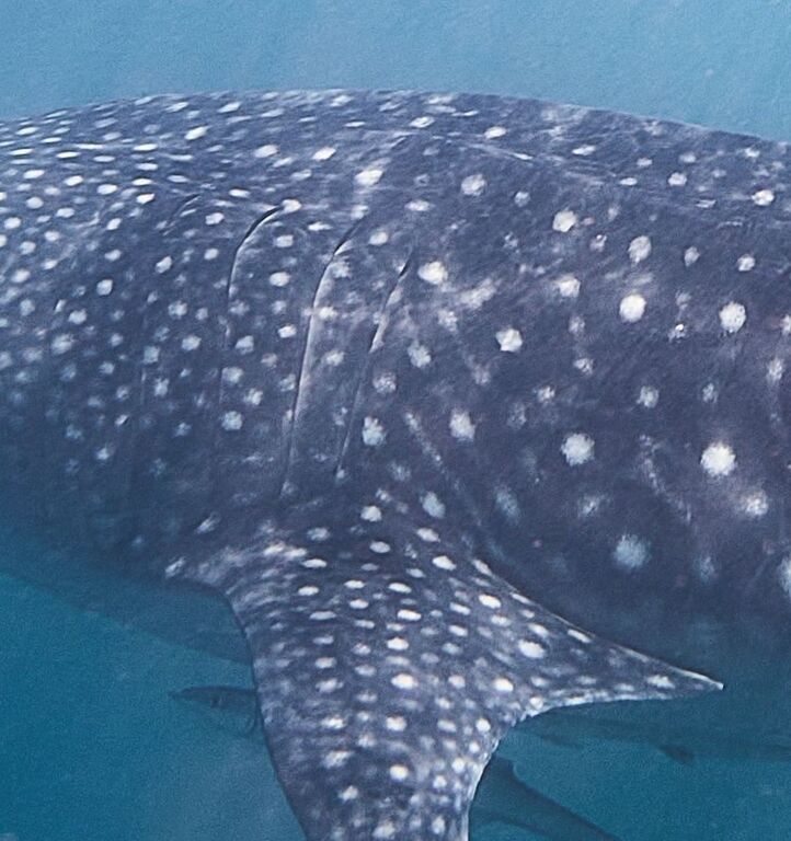 92cedd82-350d-46d0-90f6-a84156cb15a2